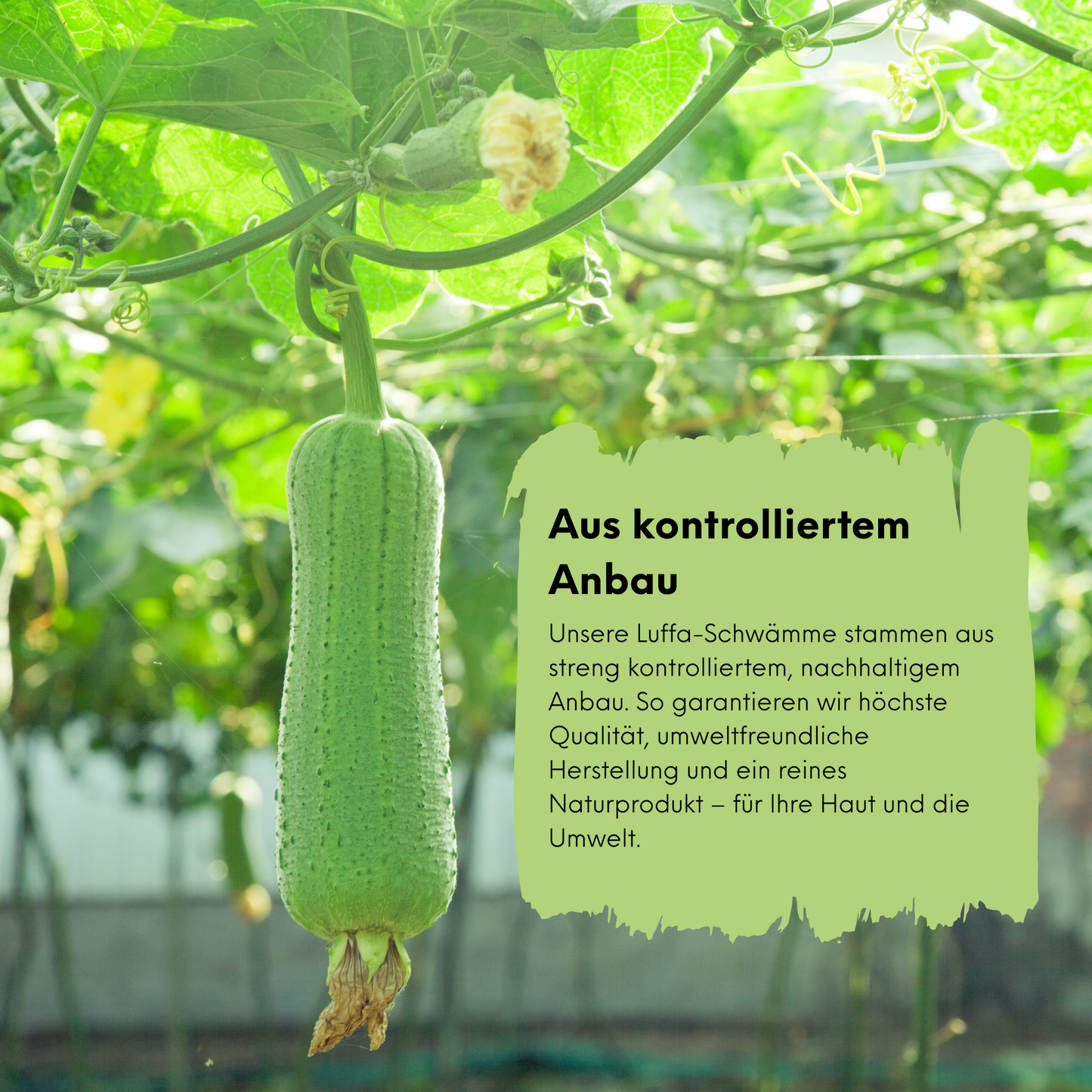 Strauss Home Natürlicher Luffa-Körperschwamm – Umweltfreundlicher & biologisch abbaubarer Duschschwamm – Sanftes Peeling für Damen & Herren – Premium Bade- & Duschpflege